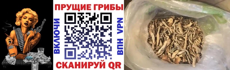 Псилоцибиновые грибы прущие грибы  Чердынь 